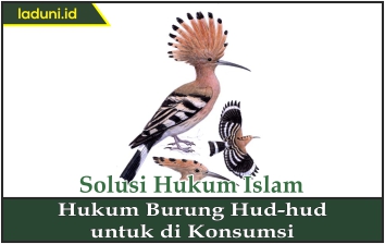Hukum Burung Hud-hud untuk Dikonsumsi  Hewan, Qurban, dan Aqiqah 